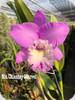 Rlc. Chaintzy Marvel
